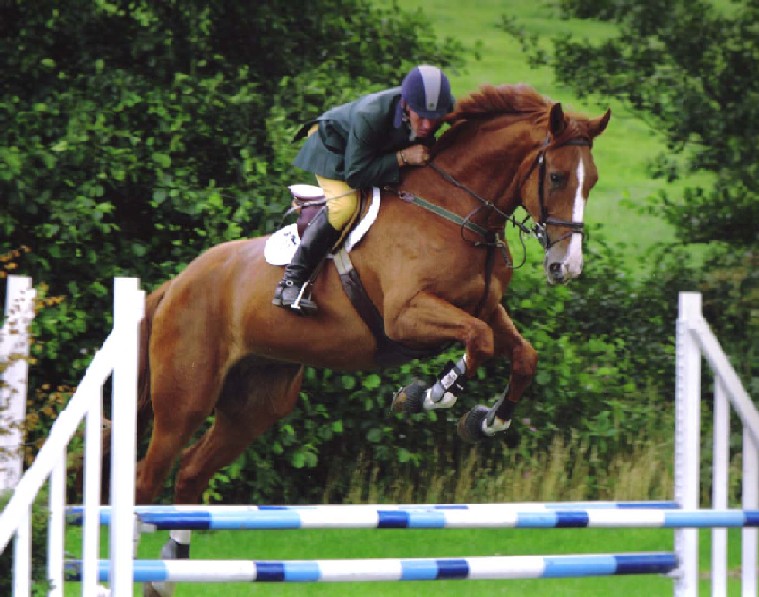 Show Jumper For Sale